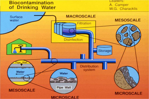 Biofilms in drinking water treatment and distribution systems 