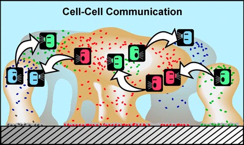intercellular  communication