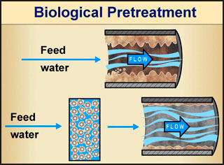 Biofilm Life Cycle