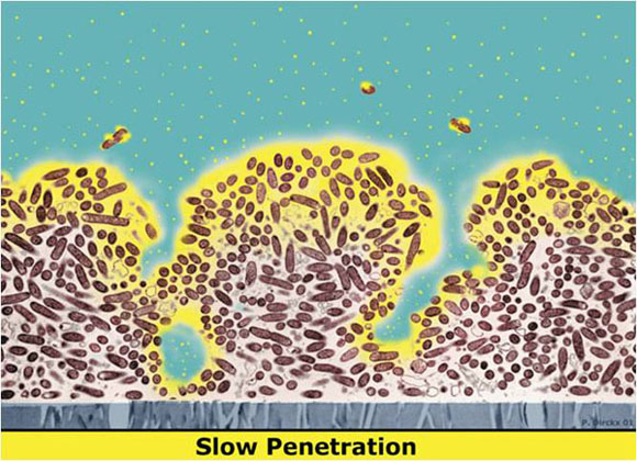 Biofilm Tolerance of Antimicrobial Agents