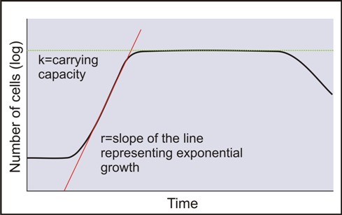 Bacterial Growth Curve