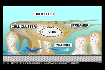 Contemporary view of a biofilm