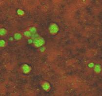 top x-y view of microcolonies
