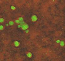 top x-y view of microcolonies