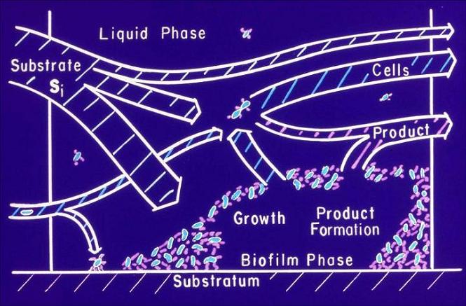 Biofilm Processes