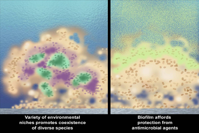 Biofilm Coexistence Resistance to Antibiotics