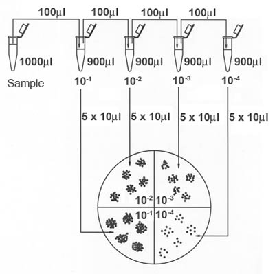 Figure 2. Dilution series followed by drop-plating technique for the alternate method