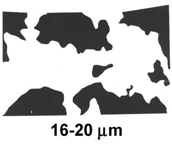 Biofilm Lifecycle