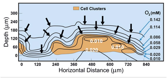 Microelectrode graph