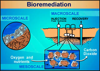 Biofilm Lifecycle