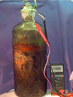  Figure 6. A great variety of heterotrophs also can be found in these columns including obligate anaerobes such as clostridia and methanogenic bacteria.