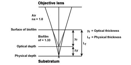 Measurement of Biofilm Thickness
